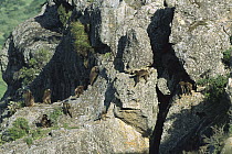 Gelada Baboon (Theropithecus gelada) endemic species, group on rocks in the western highlands of Ethiopia