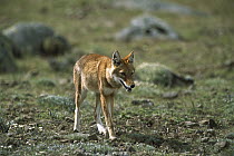 Ethiopian Wolf (Canis simensis) adult trotting across open grassland in Bale Mountains National Park, Ethiopian highlands