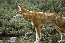 Ethiopian Wolf (Canis simensis) alert adult in Bale Mountains National Park, Ethiopian highlands