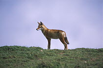 Ethiopian Wolf (Canis simensis), Bale Mountains National Park, Ethiopian highlands