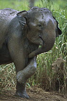 Asian Elephant (Elephas maximus) with its trunk between its front legs, Sri Lanka