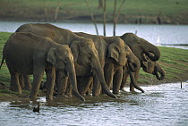 Asian Elephant (Elephas maximus) herd drinking from river, Nagarhole National Park, Karnataka, India
