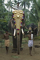 Asian Elephant (Elephas maximus) working elephant dressed for ceremonies with three trainers, Cochin, southwestern Coast of India