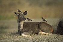 Sambar (Cervus unicolor) female resting with three Common Mynas (Acridotheres tristis) perching on head and back, Ranthambore National Park, India