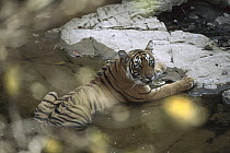 Bengal Tiger (Panthera tigris tigris) cub cooling itself by laying in water, Ranthambore National Park, India