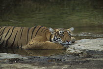 Bengal Tiger (Panthera tigris tigris) mother cooling herself by laying in shallow water, Ranthambore National Park, India