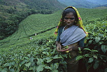 Woman harvesting leaves in tea plantation, Munnar, India