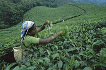Woman harvesting tea leaves in plantation, Munnar, India