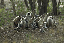 Hanuman Langur (Semnopithecus entellus) family group communal grooming, Ranthambore National Park, India