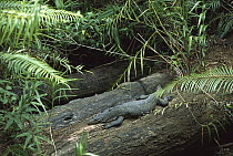Bengal Monitor(Varanus bengalensis) lizard resting on log, Western Ghats and Sri Lanka