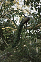 Indian Peafowl (Pavo cristatus) male perched in tree, Ranthambore National Park, India