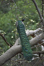 Indian Peafowl (Pavo cristatus) male perched in tree, Ranthambore National Park, India