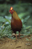 Ceylon Junglefowl (Gallus lafayetii) rooster walking, endemic species, Asia