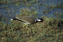 Red-wattled Lapwing (Vanellus indicus) foraging in wetland, Sri Lanka