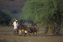 Native farmer using domestic animals to plow land for cultivation near Bangalore, Karnataka, India