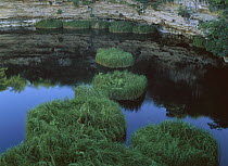 El Zacaton sinkhole or cenote with floating vegetation, near Aldama, Tamaulipas, Mexico