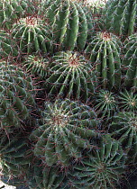 Cactus in the Miquihuana Desert, part of the Great Chihuahuan Desert, Tamaulipas, northeast Mexico
