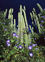 Cardon (Pachycereus pringlei) cactus and flowering Common Morning Glory (Ipomoea purpurea) vines in the Miquihuana Desert, northeast Mexico