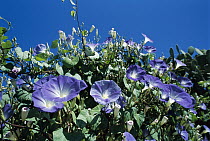 Common Morning Glory (Ipomoea purpurea) flowering vines in the Miquihuana Desert, northeast Mexico