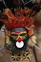 Aboriginal man wearing tribal headdress with feathers from King of Saxony Bird of Paradise (Pteridophora alberti), Papua New Guinea