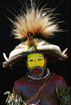 Huli man wearing a headdress made with feathers from Papuan Lorikeets (Charmosyna papou) and Birds-of-paradise, Papua New Guinea