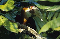 Blyth's Hornbill (Rhyticeros plicatus) male portrait amid rainforest leaves, endemic species, Papua New Guinea