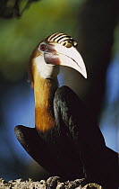 Blyth's Hornbill (Rhyticeros plicatus) male portrait, endemic species, Papua New Guinea