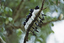 Great Woodswallow (Artamus maximus) group of six perched on a branch, highlands of Papua New Guinea