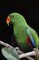 Eclectus Parrot (Eclectus roratus) portrait of a male, Papua New Guinea