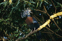 Victoria Crowned Pigeon (Goura victoria) perching in tree, Papua New Guinea