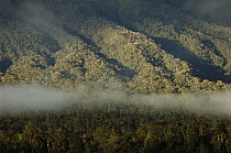 Cloud forest near Mt. Hagen, in the western highlands of central Papua New Guinea
