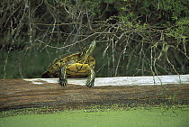 Red-eared Slider (Trachemys scripta elegans) turtle, basking on a log in the Corona River, Tamaulipas state, northeast Mexico