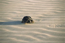 Texas Tortoise (Gopherus berlandieri) crossing rippled sand, Laguna Madre, Tamaulipas, Mexico