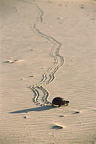 Texas Tortoise (Gopherus berlandieri) leaving tracks in rippled sand, Laguna Madre, Tamaulipas, Mexico