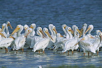 American White Pelican (Pelecanus erythrorhynchos) flock in coastal lagoon, northern Laguna Madre, Tamaulipas, Mexico
