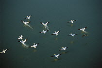 American White Pelican (Pelecanus erythrorhynchos) flock landing in coastal lagoon, northern Laguna Madre, Tamaulipas, Mexico