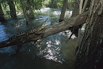 Morelet's Crocodile (Crocodylus moreletii) endangered, resting on log over the Corona River, Tamaulipas, Mexico