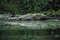 Morelet's Crocodile (Crocodylus moreletii) endangered, resting on riverbank, Corona River, Tamaulipas, Mexico