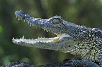 Morelet's Crocodile (Crocodylus moreletii) endangered, juvenile portrait near Ciudad Victoria, Tamaulipas, Mexico