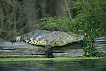 Morelet's Crocodile (Crocodylus moreletii) resting on log, Corona River, Tamaulipas, Mexico