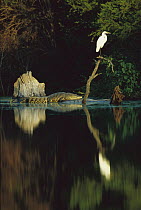 Morelet's Crocodile (Crocodylus moreletii) endangered, resting at the base of a snag with Egret perched atop along the Corona River, Tamaulipas, Mexico