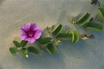 Morning Glory (Ipomoea sp) flowering on coastal sand dunes in Laguna Madre, Tamaulipas, Mexico
