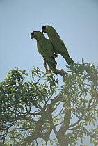Maroon-fronted Parrot (Rhynchopsitta terrisi) pair perched in tree, Nuevo Leon, Sierra Madre, Mexico