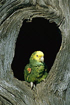 Yellow-headed Parrot (Amazona oratrix) in nest cavity, Tamaulipas, Mexico