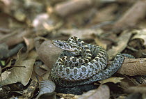 Green Rat Snake (Senticolis triaspis) camouflaged among leaves on the forest floor, East Sierra Madre in the pine oak mountains of Tamaulipas, Mexico