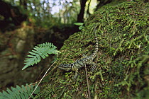Desert Spiny Lizard (Sceloporus magister) among mosses in cloud forest, El Cielo Biosphere Reserve in the mountains of the Sierra Madre Oriental, Tamaulipas, northeast Mexico