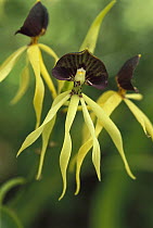 Black Orchid (Encyclia cochleata), El Cielo Biosphere Reserve, Sierra Madre Oriental, Tamaulipas, northeast Mexico