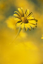 Yellow Daisy field, Sierra Madre, northeast Mexico