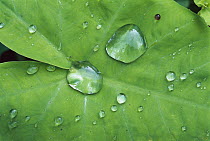 Accumulated rainwater on a Mafafa leaf in El Cielo Biosphere Reserve in the mountains of the Sierra Madre Oriental, Tamaulipas, northeast Mexico