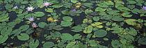 Semi-aquatic communities of Water Lilies in a wetland near the Tamesi River, south Tamaulipas, Mexico